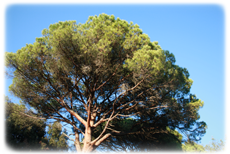 arbre et ciel bleu azur